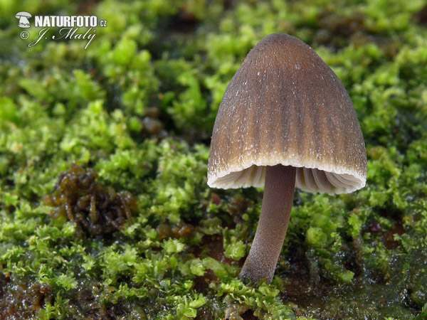 prilbička chlórová (Mycena stipata)