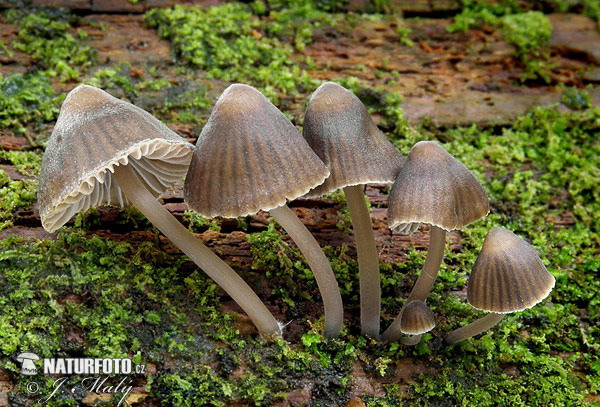 prilbička chlórová (Mycena stipata)