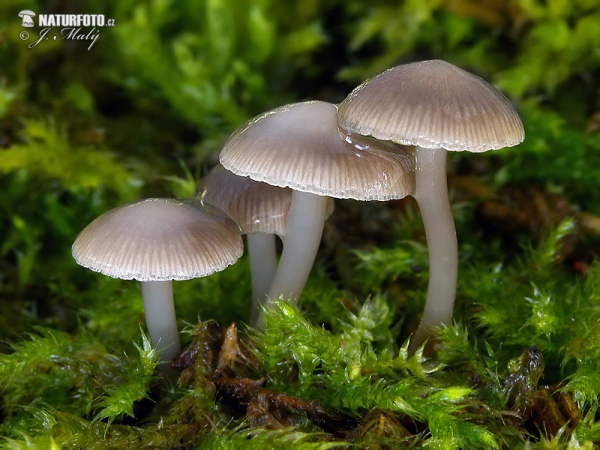 prilbička hnedosivá (Mycena tintinnabulum)