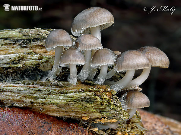 prilbička hnedosivá (Mycena tintinnabulum)