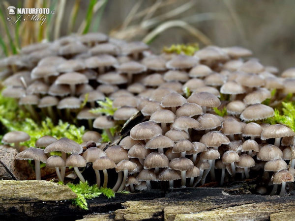 prilbička hnedosivá (Mycena tintinnabulum)