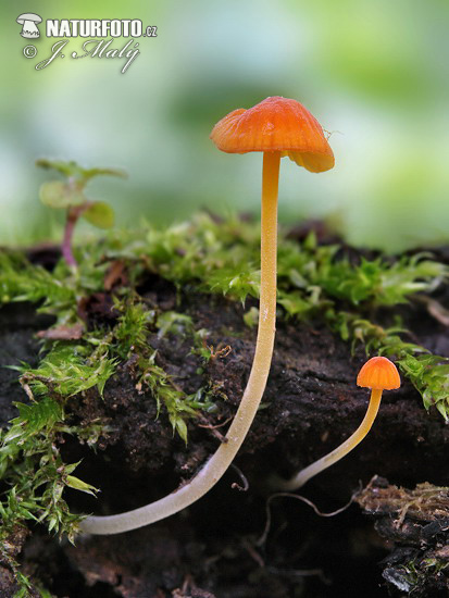 prilbička ihličková (Mycena acicula)