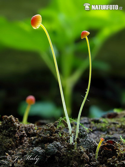 prilbička ihličková (Mycena acicula)