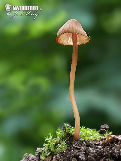 prilbička krvavá (Mycena sanguinolenta)