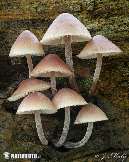 prilbička krvavomliečna (Mycena hameatopus)