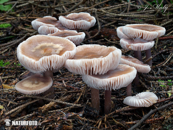 prilbička reďkovková (Mycena pura)