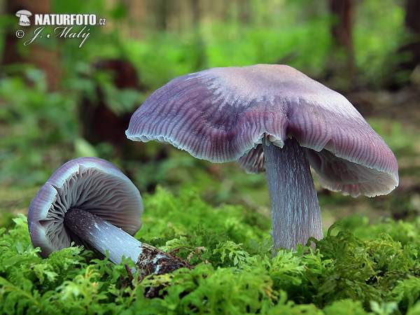 prilbička reďkovková (Mycena pura)