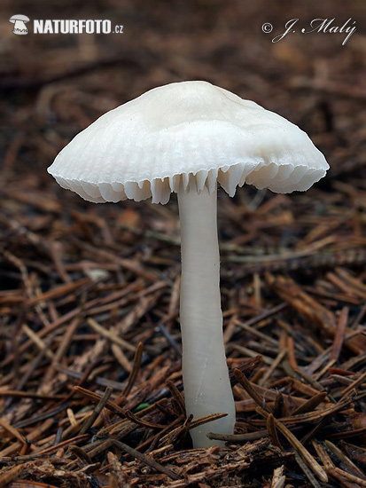 prilbička reďkovková biela (Mycena pura f. alba)