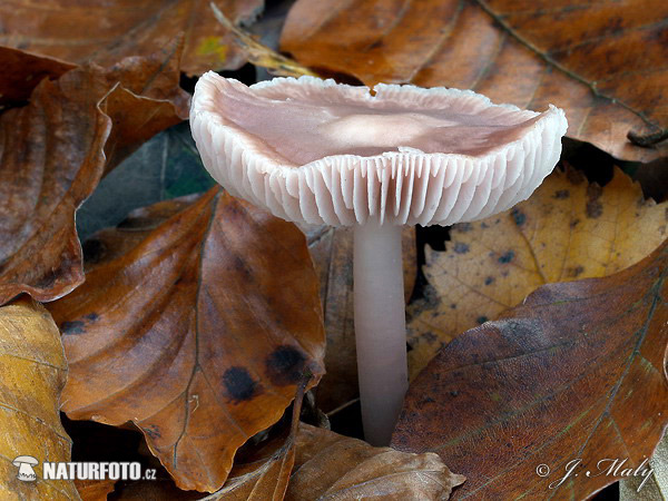 prilbička reďkovková (Mycena pura)