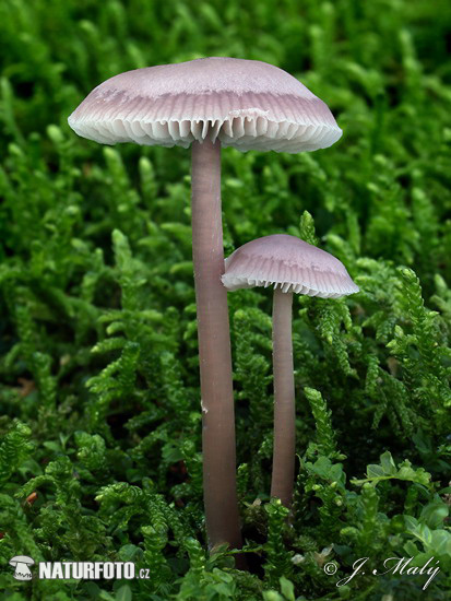 prilbička reďkovková (Mycena pura)