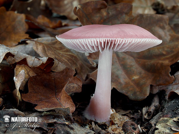 prilbička ružovkastá (Mycena rosea)