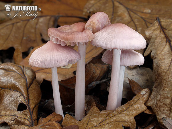 prilbička ružovkastá (Mycena rosea)