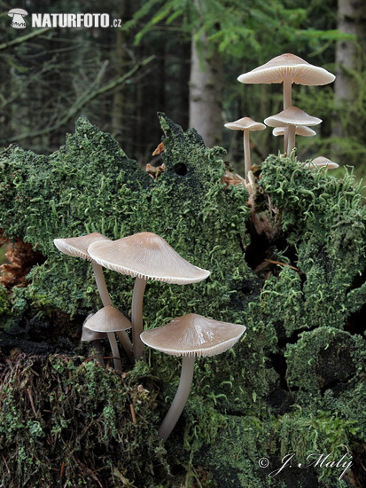 prilbička ružovolupeňová (Mycena galericulata)