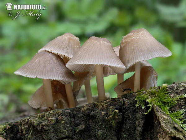 prilbička ružovolupeňová (Mycena galericulata)