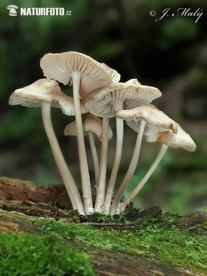 prilbička ružovolupeňová (Mycena galericulata)