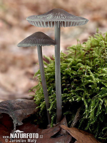 prilbička ryhovaná (Mycena polygramma)