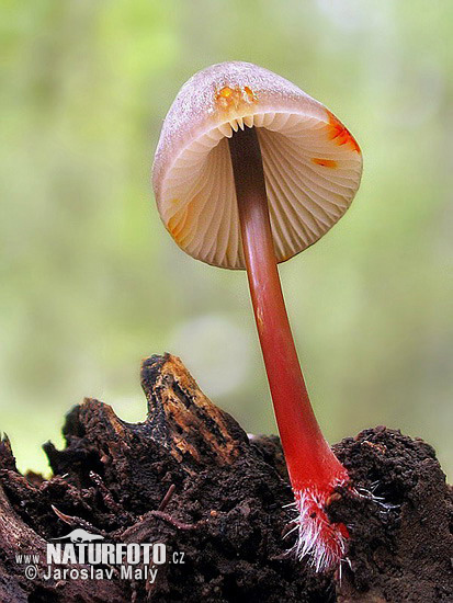 prilbička šafránová (Mycena crocata)
