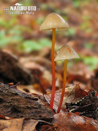 prilbička šafránová (Mycena crocata)