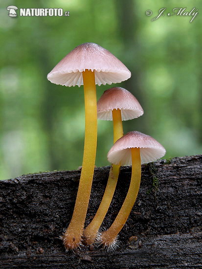 prilbička žltohlúbiková (Mycena renati)