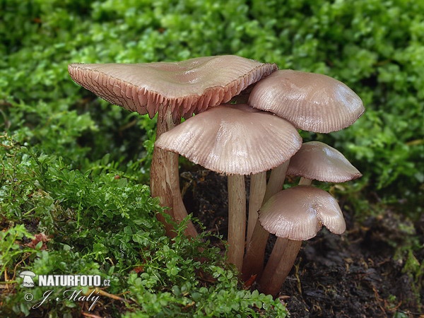 prilbička zúbkovaná (Mycena pelianthina)