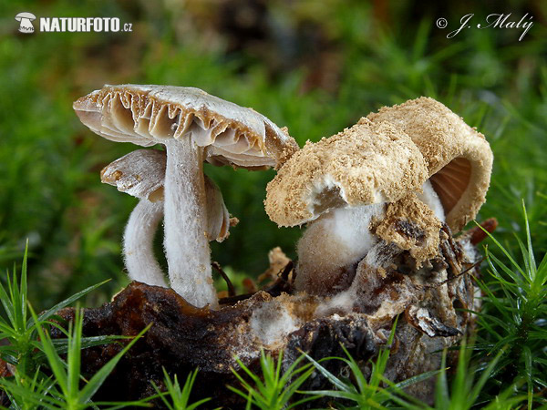 príživnica obyčajná + príživnica prášnicovitá (Asterophora parasitica + Asterophora lycoperdoides)