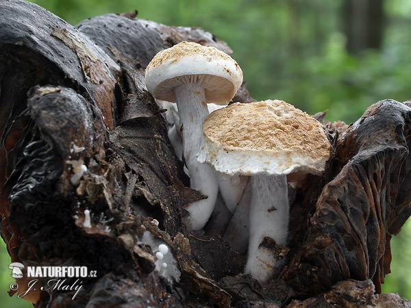 príživnica prášnicovitá (Asterophora lycoperdoides)