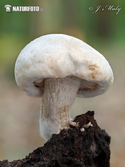 príživnica prášnicovitá (Asterophora lycoperdoides)