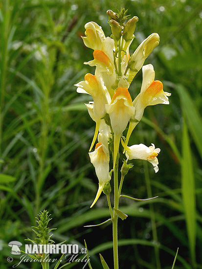 Pyštek obyčajný (Linaria vulgaris)