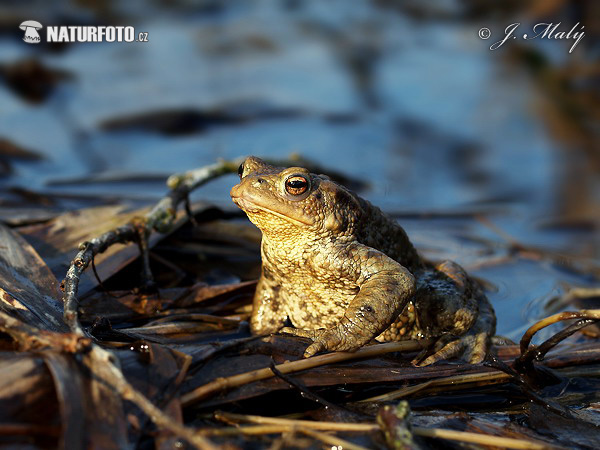 Ropucha bradavičnatá (Bufo bufo)