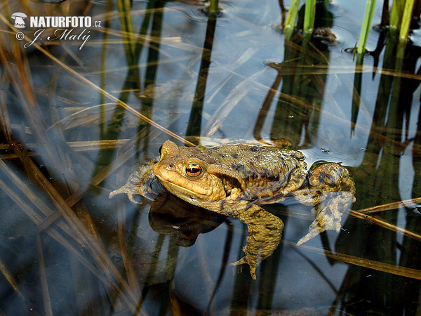 Ropucha bradavičnatá (Bufo bufo)