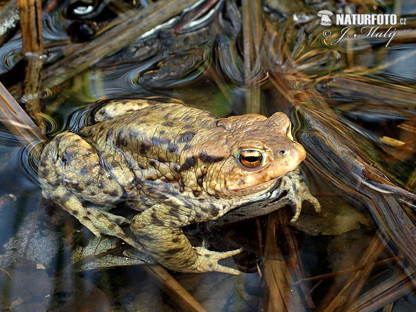 Ropucha bradavičnatá (Bufo bufo)