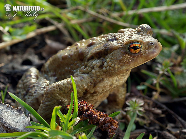 Ropucha bradavičnatá (Bufo bufo)