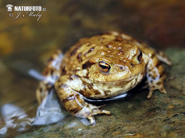 Ropucha bradavičnatá (Bufo bufo)