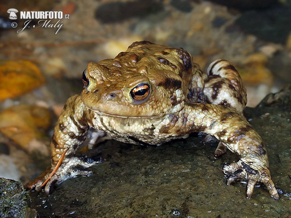 Ropucha bradavičnatá (Bufo bufo)