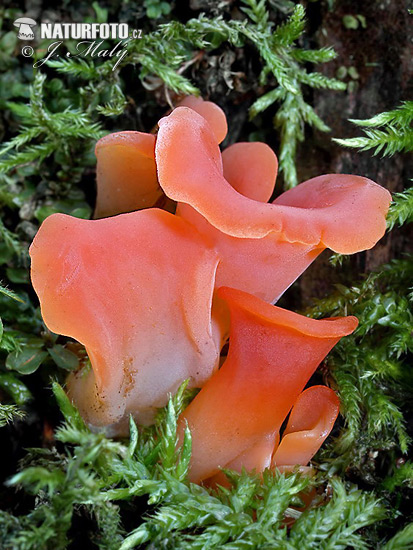 rôsolovec červený (Guepinia helvelloides)