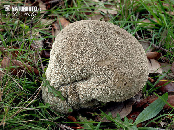 rozpadavec dlabaný (Calvatia utriformis)