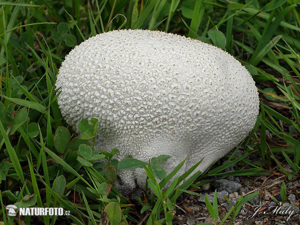 rozpadavec dlabaný (Calvatia utriformis)