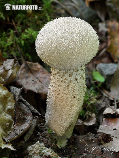 rozpadavec stopkatý (Calvatia excipuliformis)