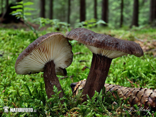 rýdzik čiernozamatový (Lactarius lignyotus)