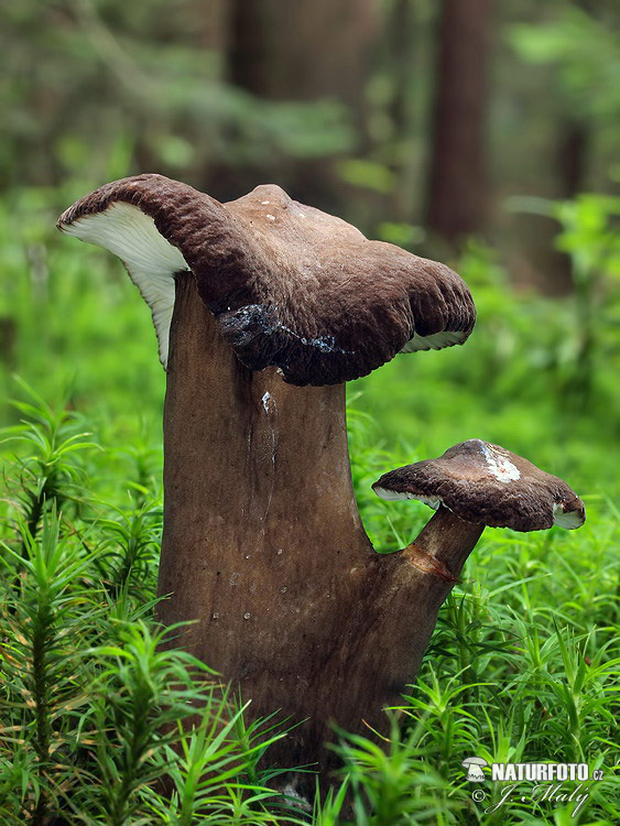 rýdzik čiernozamatový (Lactarius lignyotus)