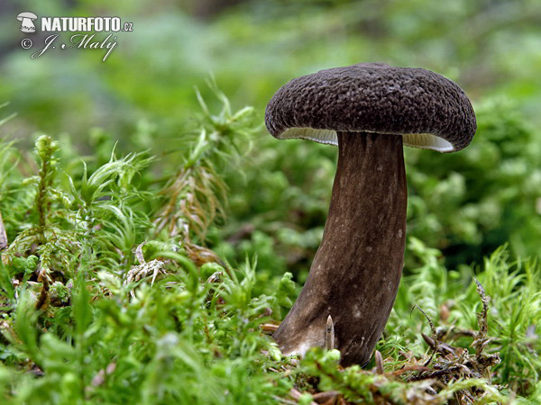 rýdzik čiernozamatový (Lactarius lignyotus)