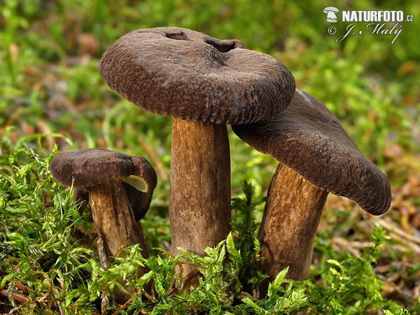 rýdzik čiernozamatový (Lactarius lignyotus)