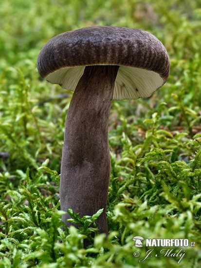 rýdzik čiernozamatový (Lactarius lignyotus)