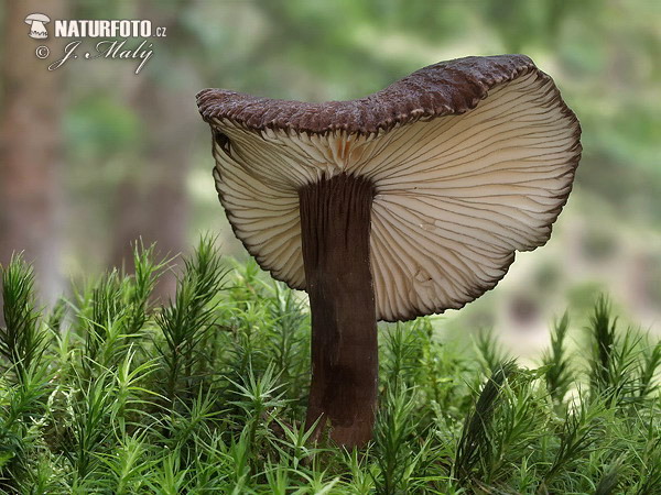 rýdzik čiernozamatový (Lactarius lignyotus)