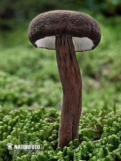 rýdzik čiernozamatový (Lactarius lignyotus)