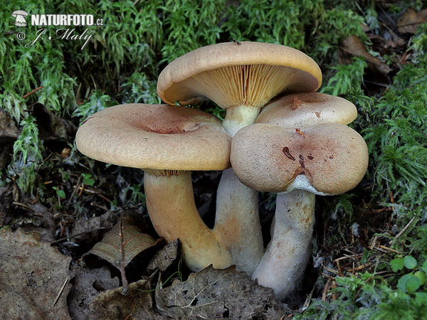 rýdzik cigóriový (Lactarius helvus)