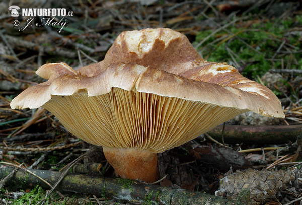 rýdzik cigóriový (Lactarius helvus)