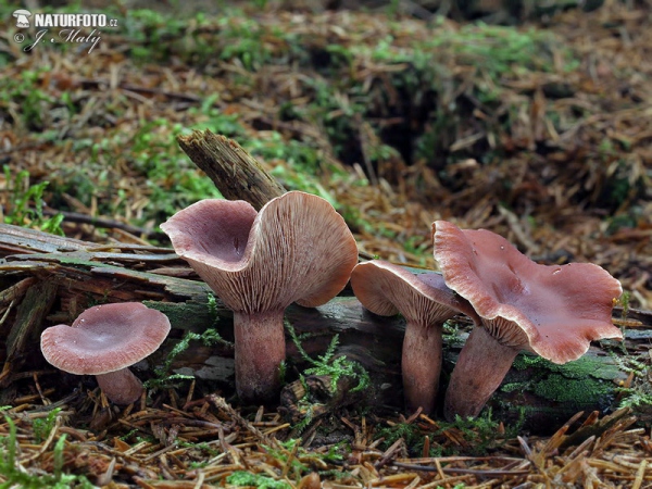 rýdzik gáfrový (Lactarius camphoratus)