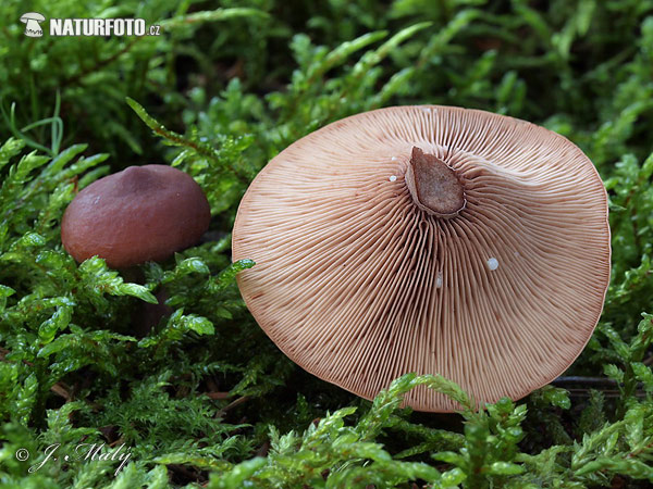 rýdzik gáfrový (Lactarius camphoratus)