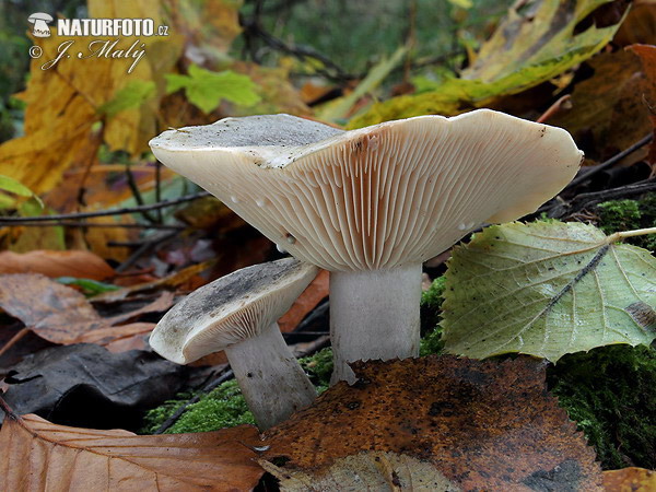 rýdzik hnedozelený (Lactarius fluens)